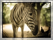 Zebra, Rozmycie
