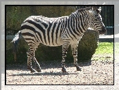 Zebra, ZOO