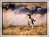 Gepard, Zebry, Polowanie