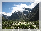 Nowa Zelandia, Góry, Kwiatki, Narodowy Park, Fiordland