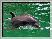 Delfin, Zielona, Woda