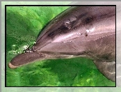 Delfin, Woda, Zielona