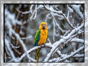 Śnieg, Zima, Ptak, AI, Papuga, Gałązki, Żółto-zielona
