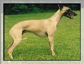 Whippet, zielona, trawa