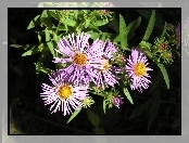 Aster, Zielone, Listki