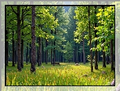 Ławka, Zielone, Drzewa, Las, Grafika
