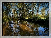Zielone, Staw, Drzewa