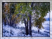 Zielone, Śnieg, Zima, Liście, Drzewa, Pożółkłe