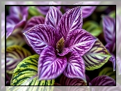 Liście, Roślina, Fioletowe, Zielone