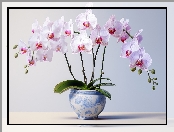 Biało-różowe, Donica, Zielone, Storczyki, Listki