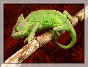 Kameleon, Zielony, Gałązka
