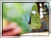 Zielony, Motyl