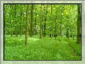 Piękny, Zielony, Las