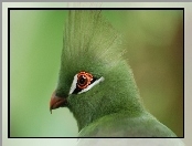 Zielony, Turaco