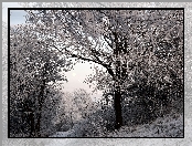 Zima, Szron, Drzewa, Śnieg