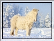 Koń, Zima, Śnieg