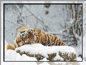 Zima, Tygrys, Dziki, Kot, Zwierze