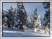 Las, Śnieg, Drzewa, Zima