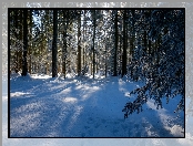 Zima, Śnieg, Las, Drzewa