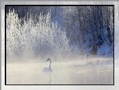 Zima, Łabędź, Jezioro, Mgła, Las