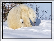 Zima, Dwa, Niedźwiedzie polarne, Niedźwiadek, Śnieg