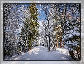 Zima, Las, Drzewa, Śnieg, Gałęzie