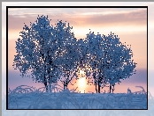 Zima, Wschód słońca, Oszronione, Drzewa