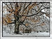 Zima, Drzewo, Park, Ośnieżone