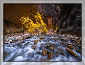Drzewa, Rzeka, Stany Zjednoczone, Kamienie, Skały, Kanion Zion Narrows, Park Narodowy Zion, Virgin River, Utah
