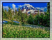 Góry, Stan Waszyngton, Stany Zjednoczone, Łąka, Drzewa, Stratowulkan Mount Rainier, Park Narodowy Mount Rainier