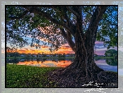 Drzewo figowe, Stany Zjednoczone, Park Stanowy Lake Catherine, Jezioro, Palm Beach Gardens, Floryda