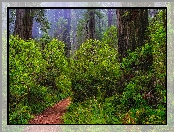 Park Narodowy Redwood, Paprocie, Sekwoje, Stany Zjednoczone, Różaneczniki, Ścieżka, Las, Kalifornia
