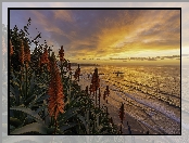 Aloesy, Wybrzeże, Wschód słońca, Morze, San Diego, Kalifornia, Stany Zjednoczone, Molo, Chmury