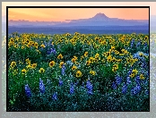 Łubin, Łąka, Zachód słońca, Mount Adams, Góra, Waszyngton, Stany Zjednoczone, Kwiaty, Balsamorhiza