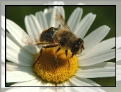 Złocień właściwy, Kwiatostan, Pszczoła