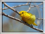 Lasówka złotawa, Gałązki, Żółty, Ptak