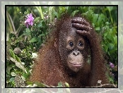 Zmartwiony, Orangutan