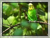 Zielono, Gałąź, Żółta, Papuga
