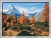 Żółte, Matterhorn, Rośliny, Szczyt, Alpy Penińskie, Góra, Szwajcaria, Drzewa, Modrzewie