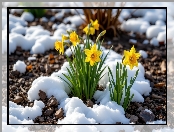 Żółte, Śnieg, Narcyzy żonkile