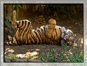 Zoo, Tygrys, Dziki, Kot, Zwierze