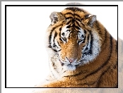Zwierzę, Tygrys