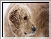 Zwierzęta, Pies, Golden Retriever