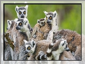 Zwierzęta, Lemury