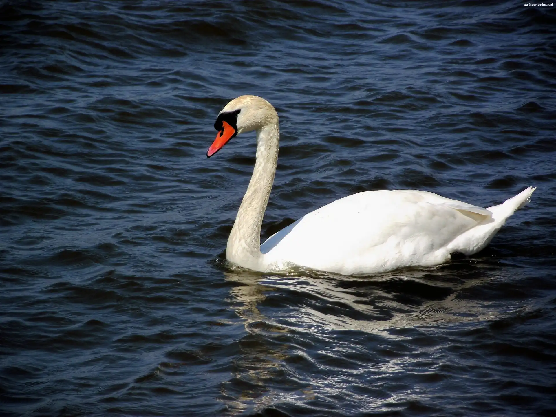 Łabędź, Niemy
