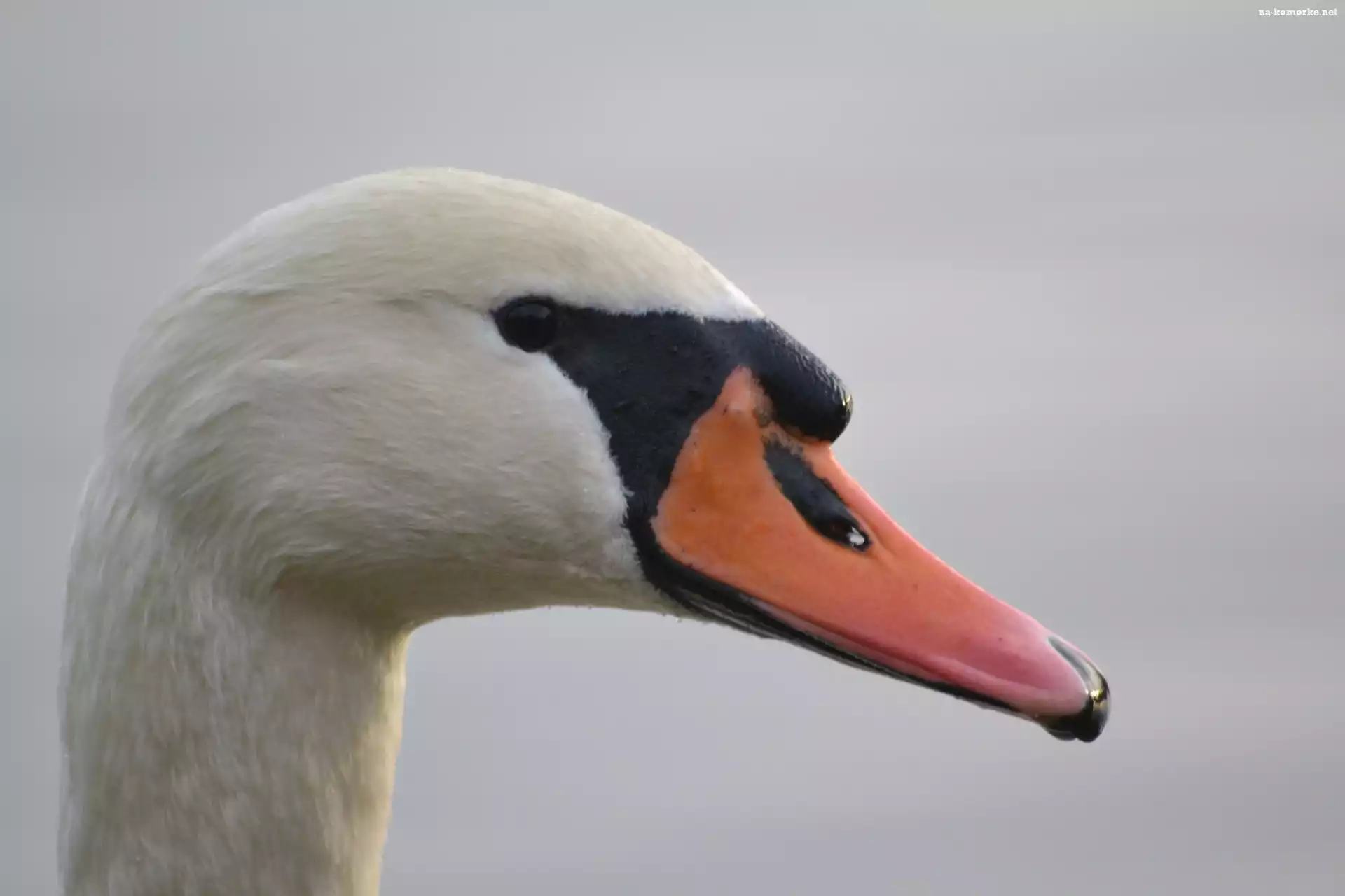 Łabędź, Niemy