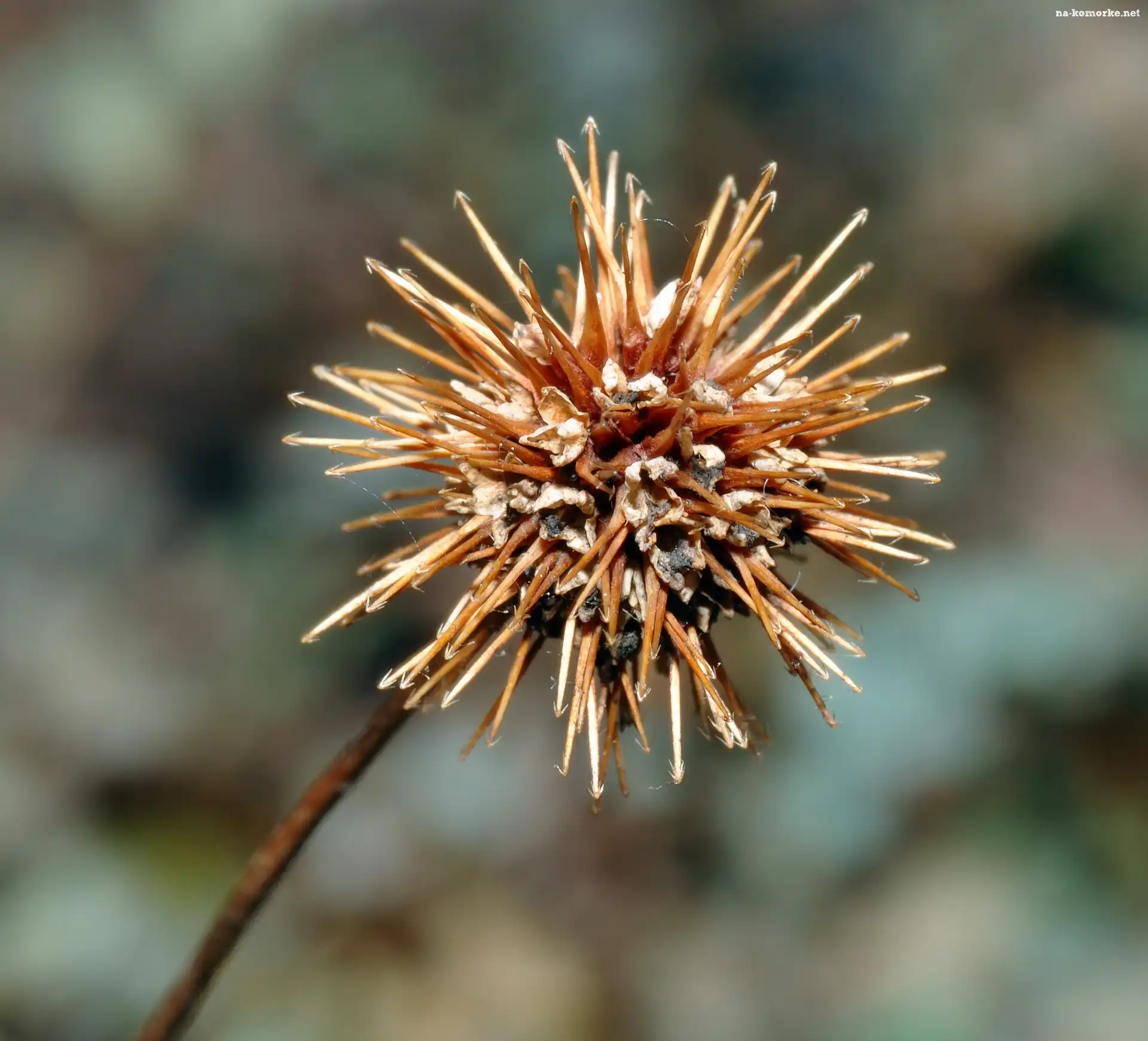Acena Buchanana