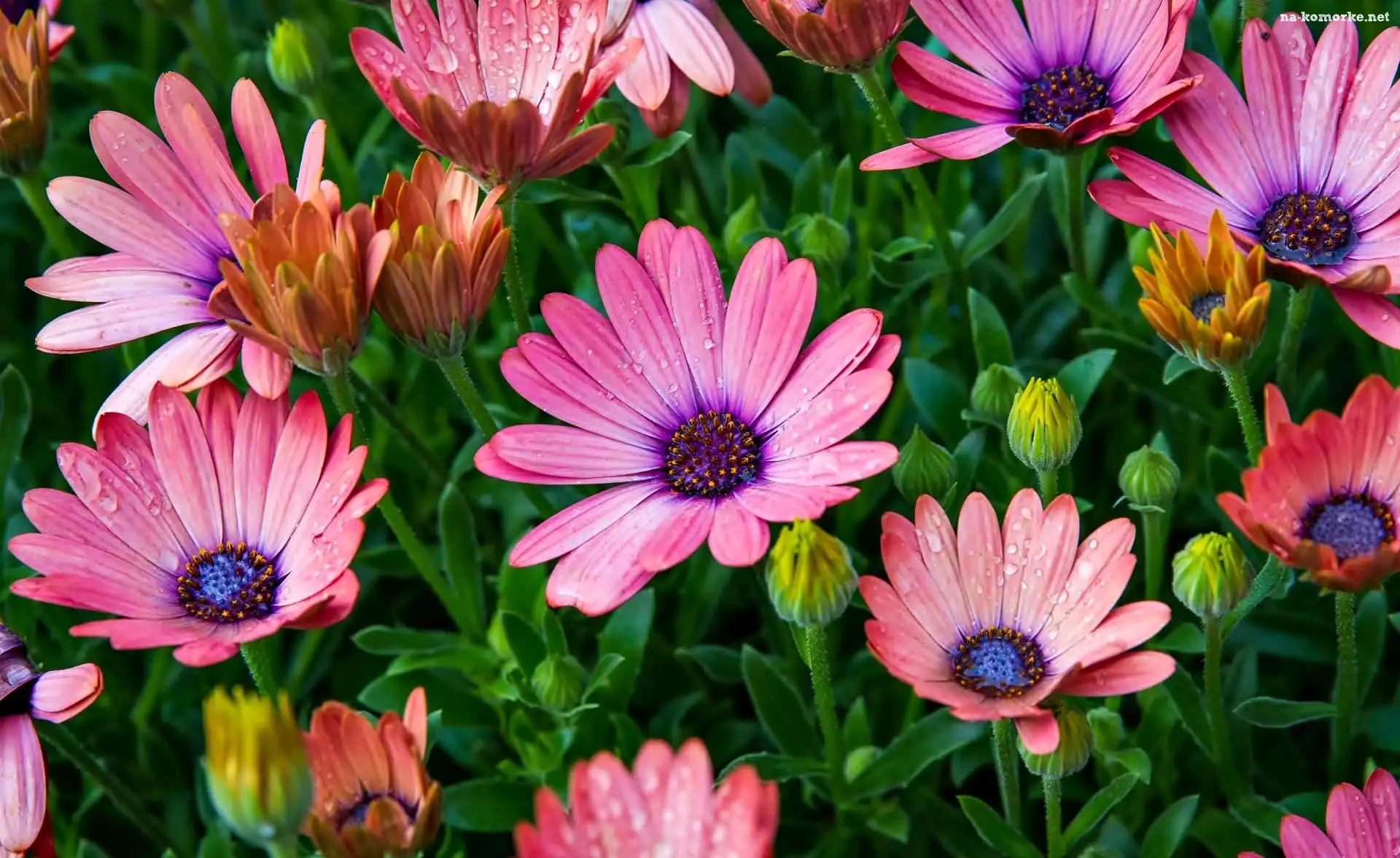 Kolorowe, Afrykańska, Krople, Kwiaty, Osteospermum, Pąki, Stokrotka