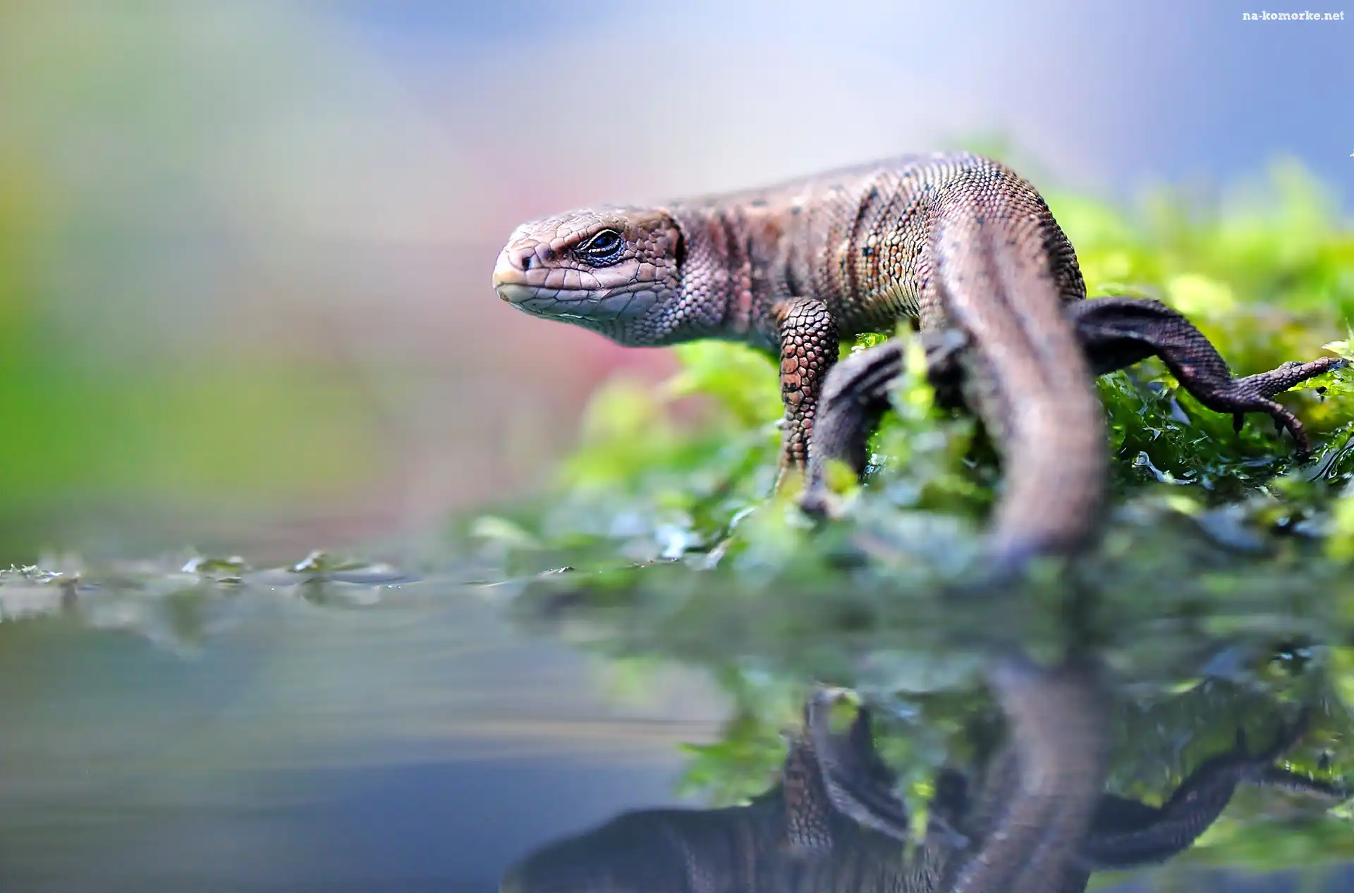 Agama, Odbicie, Rośliny, Woda
