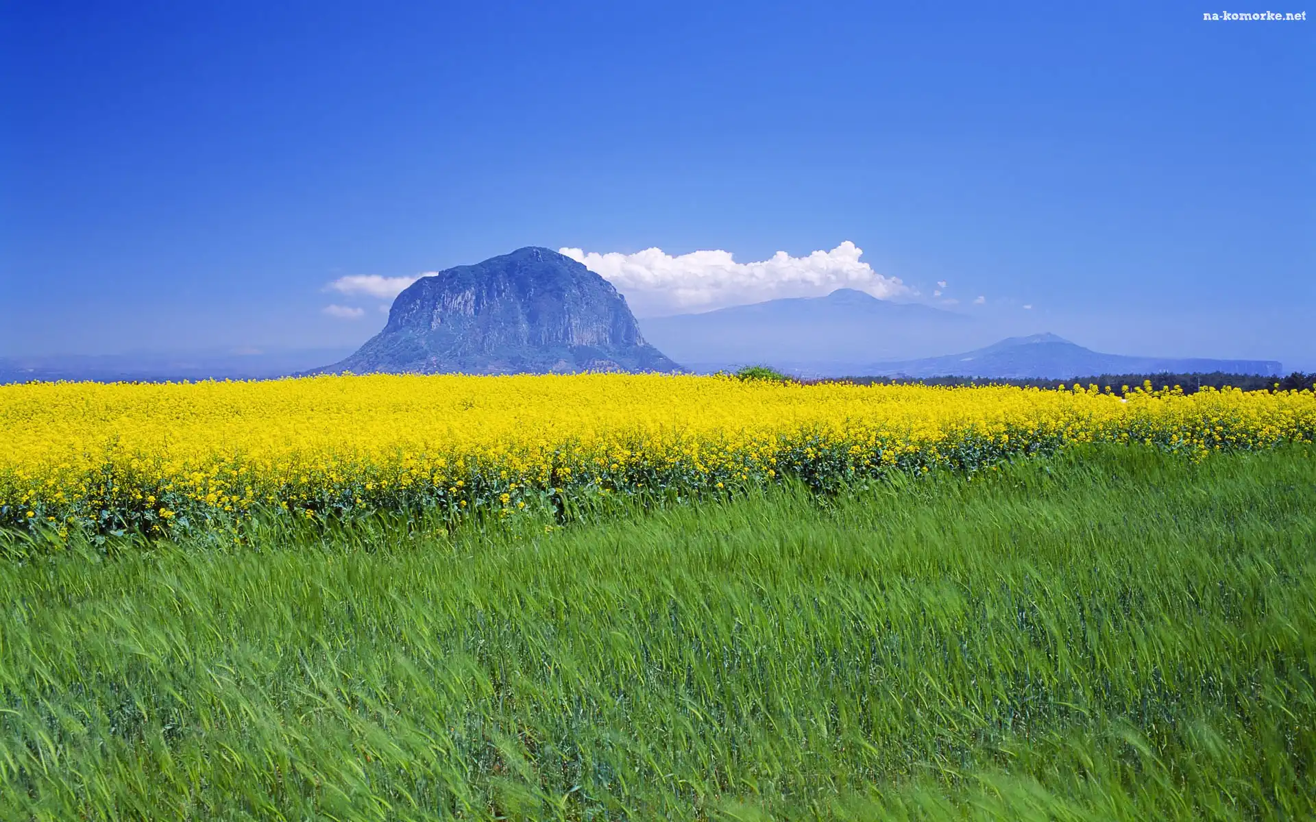 Łąka, Jeju, Wyspa, Kwiaty, Góra, Żółte